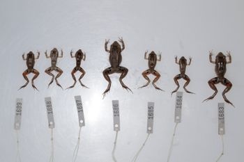 Media type: image;   Herpetology A-148549